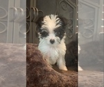 Small Photo #3 Morkie Puppy For Sale in ATHENS, TX, USA