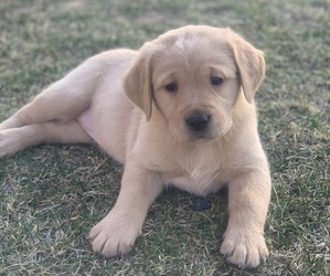 Golden Retriever Puppy for sale in CHAMBERSBURG, PA, USA