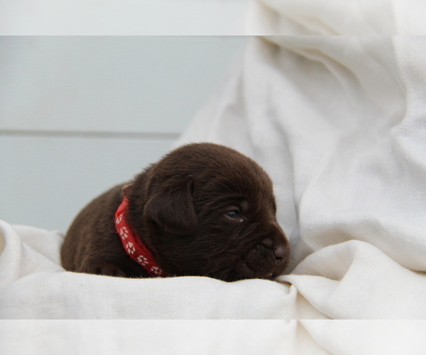 Medium Photo #3 Labrador Retriever Puppy For Sale in HYDE PARK, VT, USA