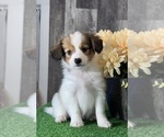 Small Papillon