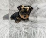 Small #15 Yorkshire Terrier