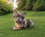 Small #2 French Bulldog