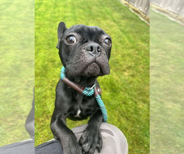 Medium Photo #2 French Bulldog Puppy For Sale in Tacoma, WA, USA