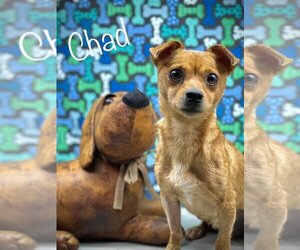 Chihuahua-Unknown Mix Dogs for adoption in Arcadia, FL, USA