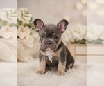 Small #1 French Bulldog