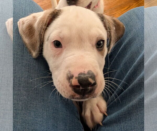 Medium Photo #3 Labrenees Puppy For Sale in Brooklyn Center, MN, USA