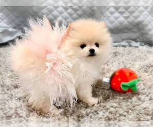 Pomeranian Puppy for sale in CORAL GABLES, FL, USA
