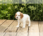 Small Photo #21 Cocker Spaniel Puppy For Sale in NAPPANEE, IN, USA