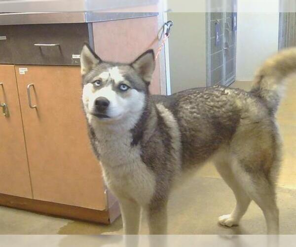 Medium Photo #1 Siberian Husky Puppy For Sale in Sacramento, CA, USA