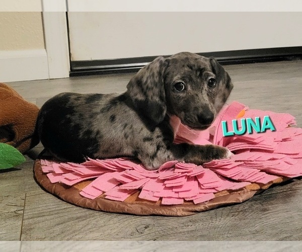 Medium Photo #4 Dachshund Puppy For Sale in WALLACE, CA, USA