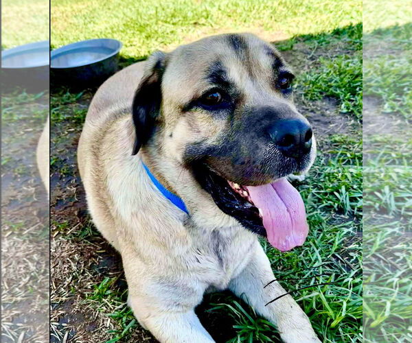 Medium Photo #8 Mastiff Puppy For Sale in Goodyear, AZ, USA