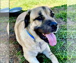 Small #7 Mastiff