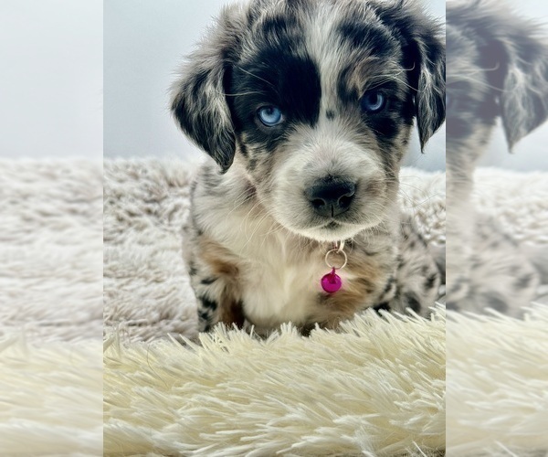 Medium Photo #2 Aussiedoodle Puppy For Sale in ADAIRSVILLE, GA, USA