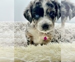 Small Photo #2 Aussiedoodle Puppy For Sale in ADAIRSVILLE, GA, USA