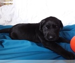 Small Photo #2 Labrador Retriever Puppy For Sale in REED CITY, MI, USA