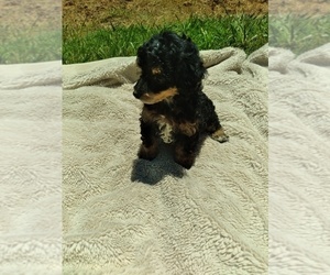 Poodle (Toy) Puppy for sale in DANVILLE, VA, USA