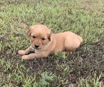 Small #3 Golden Retriever