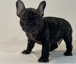 Small Photo #2 French Bulldog Puppy For Sale in SUISUN CITY, CA, USA