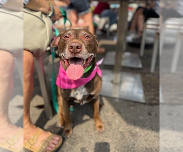 Medium Photo #2 American Pit Bull Terrier-Labrador Retriever Mix Puppy For Sale in Oakhurst, NJ, USA