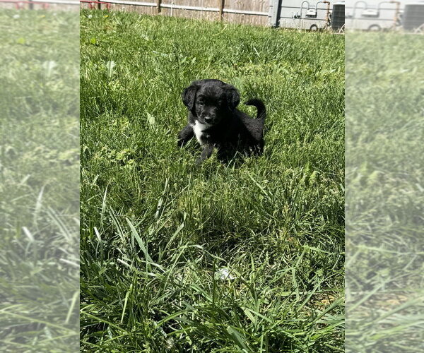 Medium Photo #2 Colonial Cocker Spaniel-Unknown Mix Puppy For Sale in Aurora, IN, USA