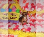 Small Photo #9 Poodle (Toy)-Yorkshire Terrier Mix Puppy For Sale in LAPEER, MI, USA