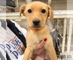 Australian Shepherd-Unknown Mix Dogs for adoption in Washington, DC, USA