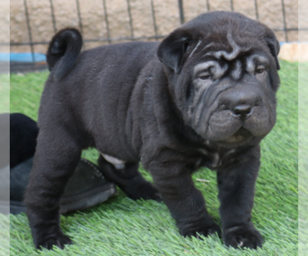 Medium Photo #1 Chinese Shar-Pei Puppy For Sale in MOHAVE VALLEY, AZ, USA