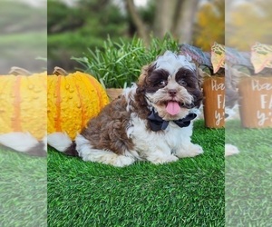 ShihPoo Puppy for sale in INDIANAPOLIS, IN, USA