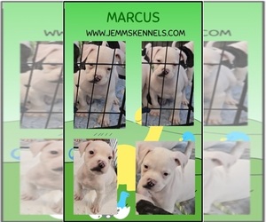 American Bulldog Puppy for sale in THREE RIVERS, MI, USA