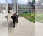 Puppy Green Dutch Shepherd Dog