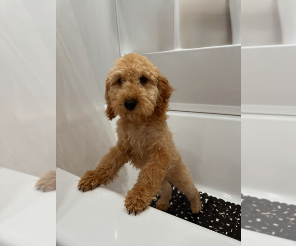 Medium Photo #1 Goldendoodle (Miniature) Puppy For Sale in NOBLESVILLE, IN, USA