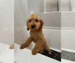 Small Photo #1 Goldendoodle (Miniature) Puppy For Sale in NOBLESVILLE, IN, USA