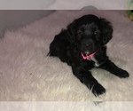 Small Photo #4 Aussiedoodle Miniature  Puppy For Sale in GOSHEN, IN, USA