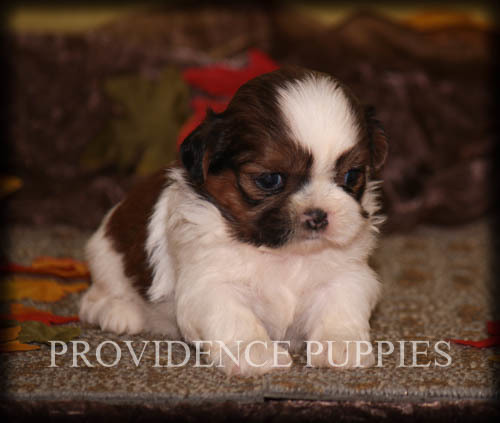 Medium Photo #8 Shih Tzu Puppy For Sale in COPPOCK, IA, USA