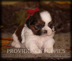 Small Photo #8 Shih Tzu Puppy For Sale in COPPOCK, IA, USA