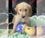 Image preview for Ad Listing. Nickname: Athena