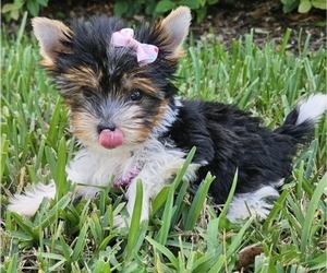 Yorkshire Terrier Puppy for sale in SARASOTA, FL, USA