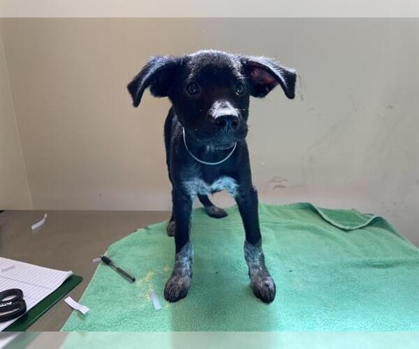 Medium Photo #1 Mutt Puppy For Sale in Pasadena, CA, USA