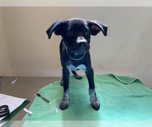 Mutt Dogs for adoption in Pasadena, CA, USA