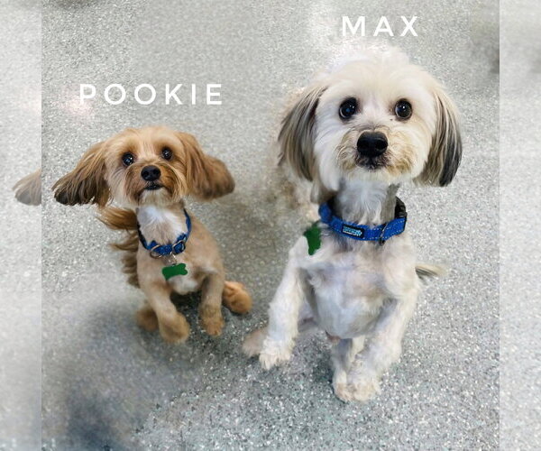 Medium Photo #3 Maltese-Unknown Mix Puppy For Sale in Mission Viejo, CA, USA