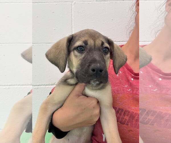 Medium Photo #5 Anatolian Shepherd-Rhodesian Ridgeback Mix Puppy For Sale in Higley, AZ, USA