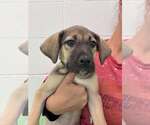 Small #4 Anatolian Shepherd-Rhodesian Ridgeback Mix