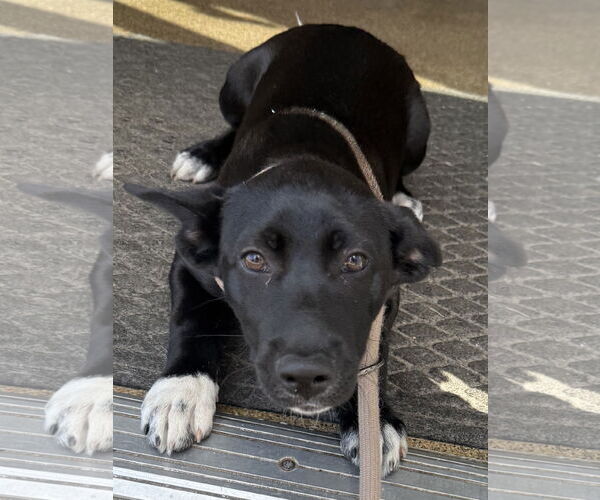 Medium Photo #2 Siberian Husky-Unknown Mix Puppy For Sale in Sanford, FL, USA