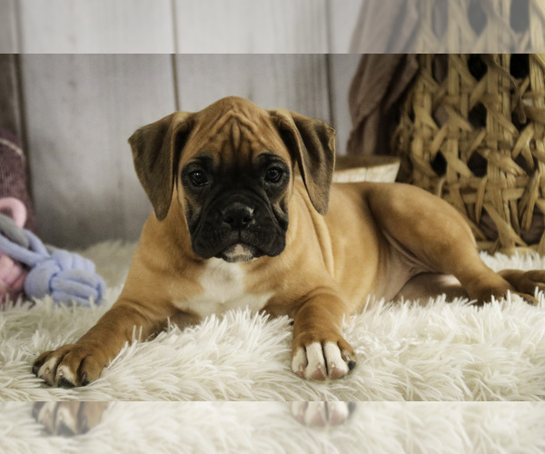 Medium Photo #2 Boxer Puppy For Sale in SHIPSHEWANA, IN, USA