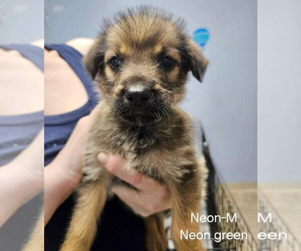 Medium Photo #1 Mutt Puppy For Sale in Gilberts, IL, USA