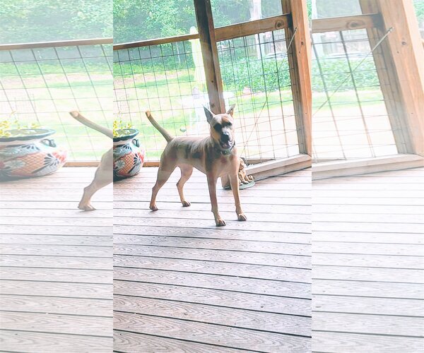 Medium Photo #12 American Staffordshire Terrier-Black Mouth Cur Mix Puppy For Sale in Spring, TX, USA