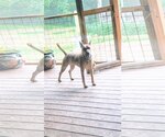 Small #11 American Staffordshire Terrier-Black Mouth Cur Mix