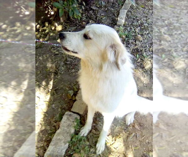 Medium Photo #6 Great Pyrenees Puppy For Sale in Spring, TX, USA
