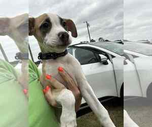 Mutt Dogs for adoption in Holly Springs, NC, USA