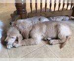 Small Photo #21 Golden Retriever Puppy For Sale in WEBSTER CITY, IA, USA